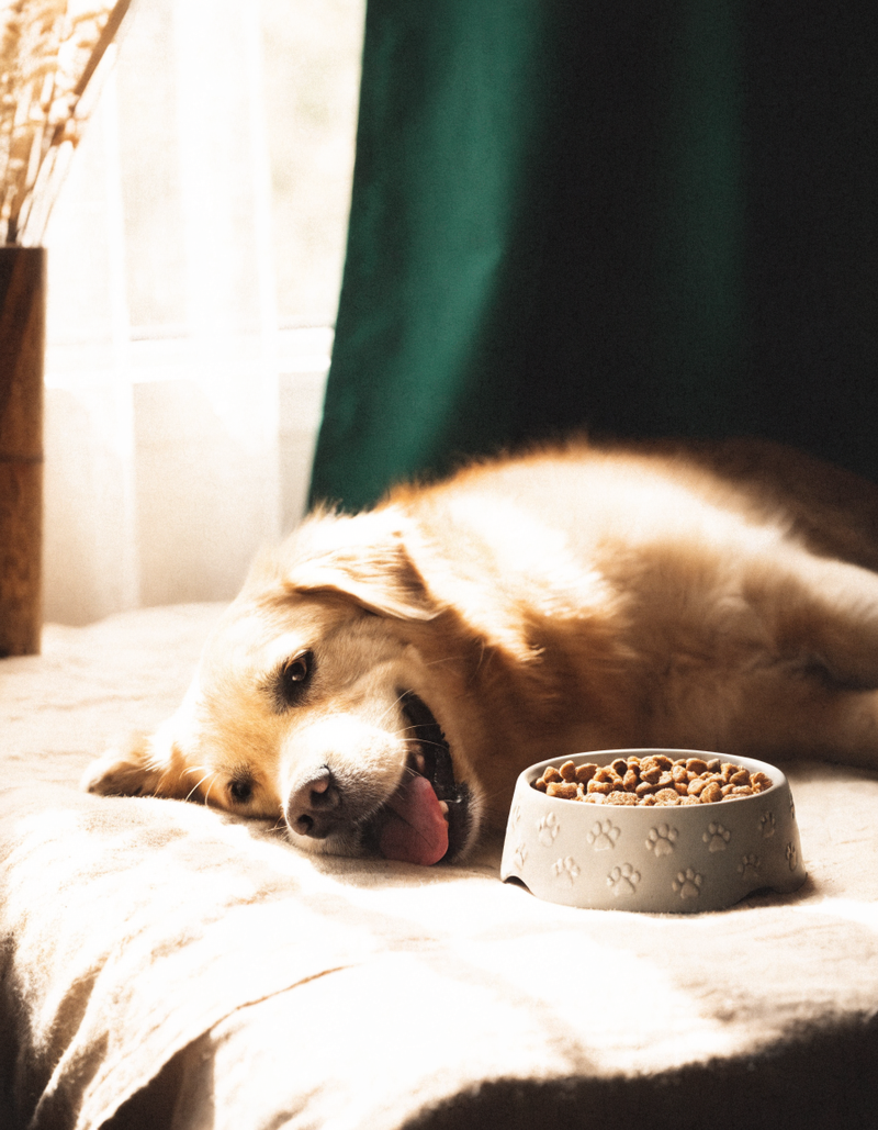 Hond