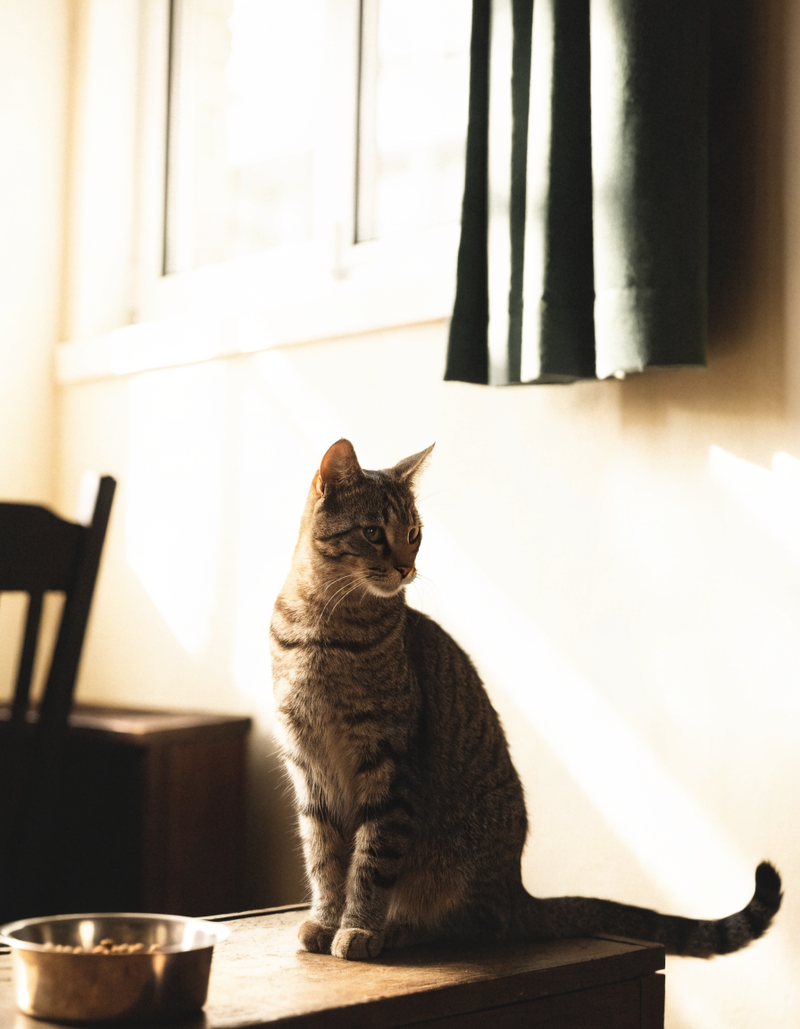 Kat